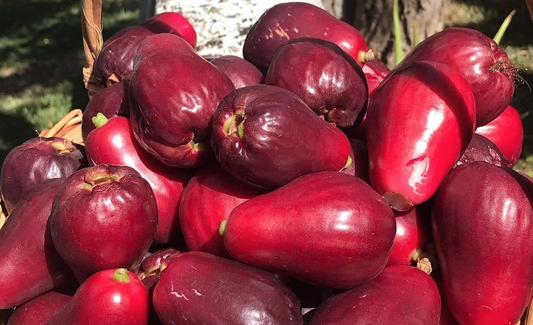 Health Benefits Jamaican apples Featured image