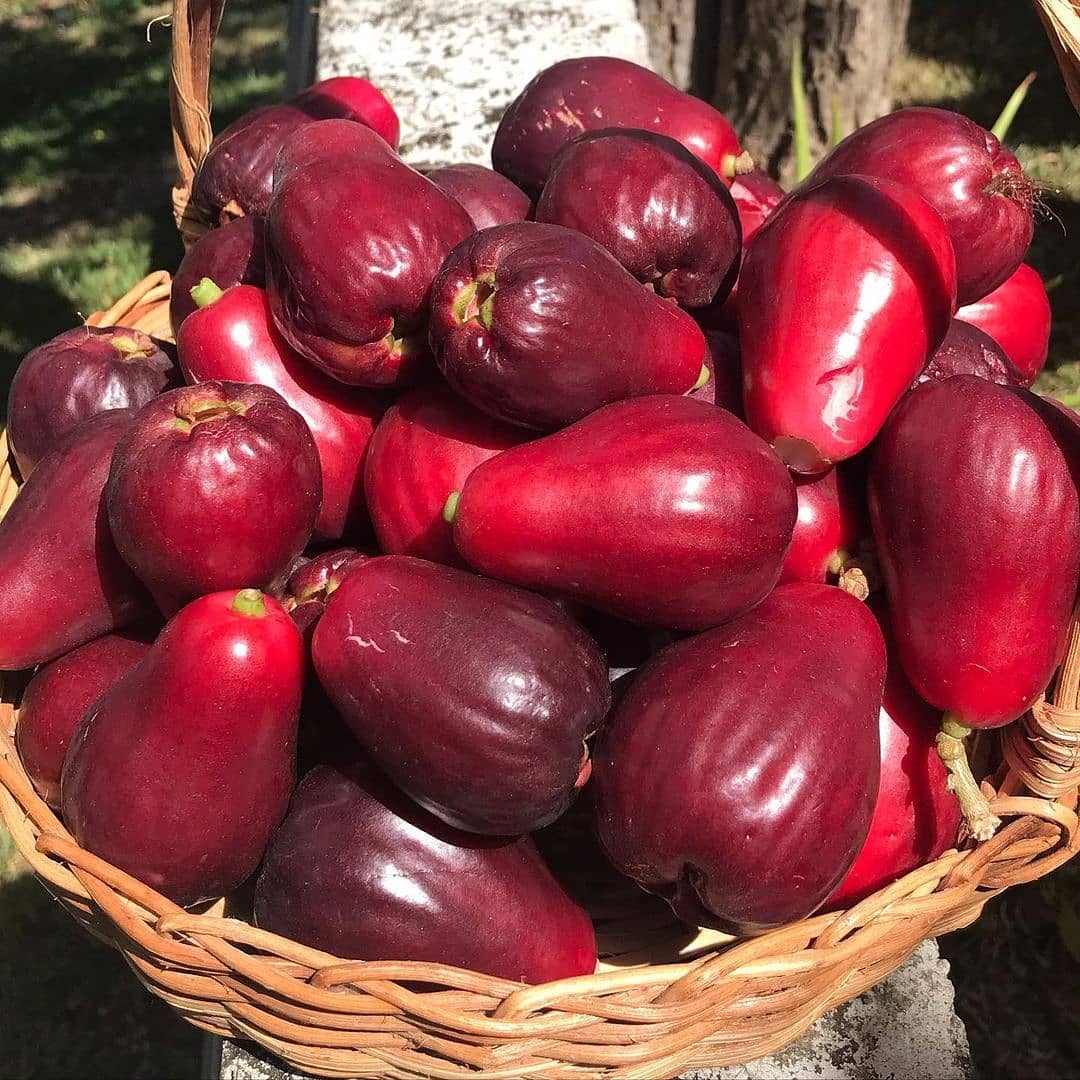 jamaican-apples-Otaheite